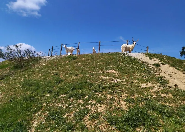 Les Chemins D\'Ambre Et Thais