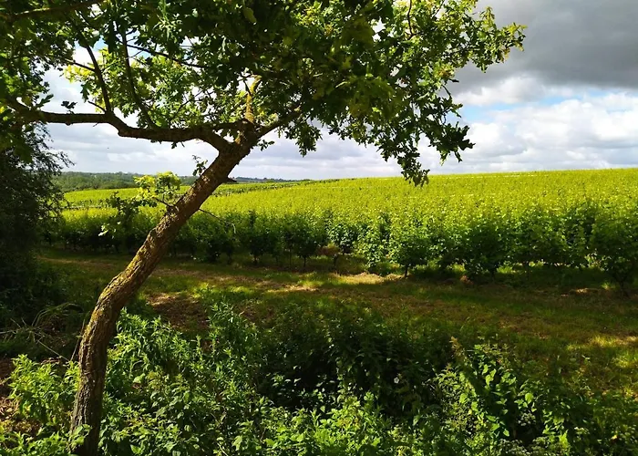 Les Chemins d\'Ambre et Thaïs